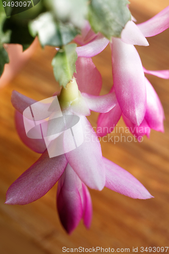 Image of Christmas cactus