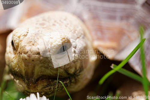 Image of African Spurred Tortoise