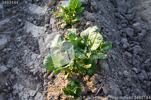 Image of  green potatoes 