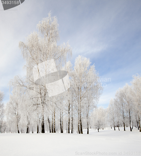 Image of trees in park  