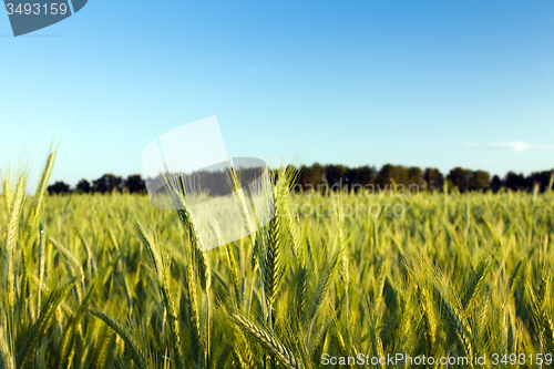 Image of  green unripe grains