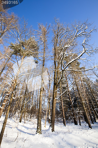 Image of trees in park  