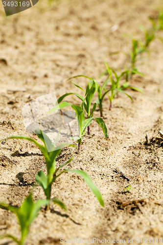 Image of young corn  