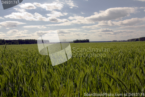 Image of  green unripe grains