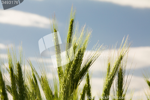 Image of  unripe wheat  