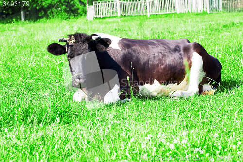 Image of   cow lying on  grass