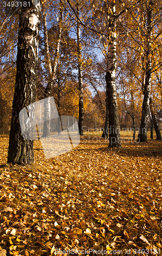 Image of the autumn wood  