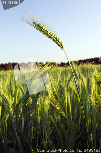 Image of  green unripe grains