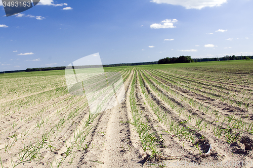 Image of agricultural field 