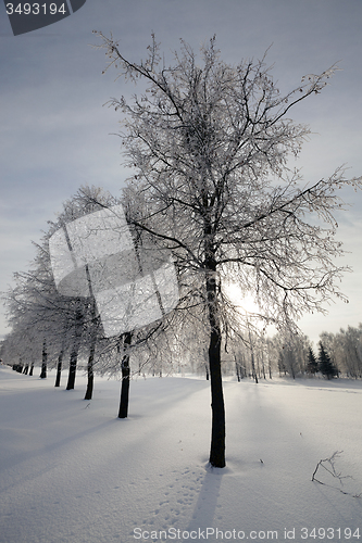 Image of trees in snow  