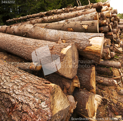 Image of the cut trees  