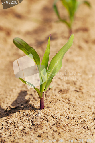Image of corn sprout 