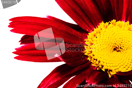 Image of Red Daisy, 