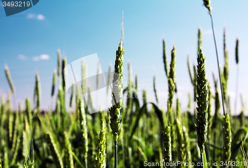 Image of  green unripe grains