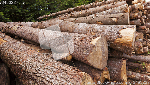 Image of the cut trees  