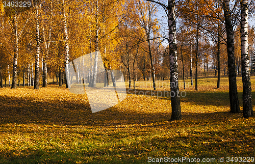 Image of the autumn wood  