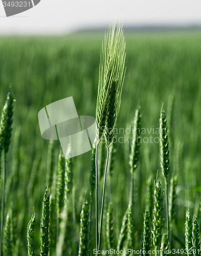 Image of  green unripe grains