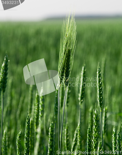 Image of  green unripe grains