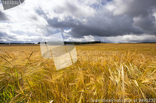 Image of agriculture 