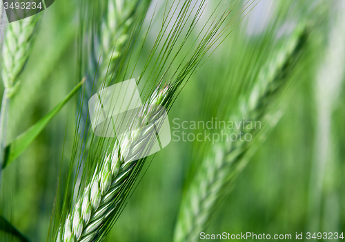 Image of  green unripe grains