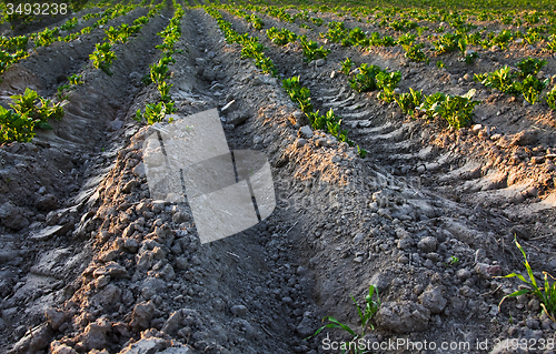 Image of  green potatoes 