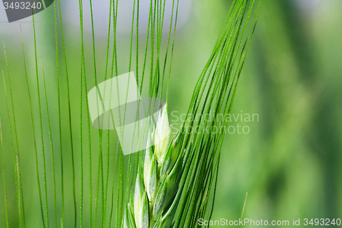 Image of  green unripe grains