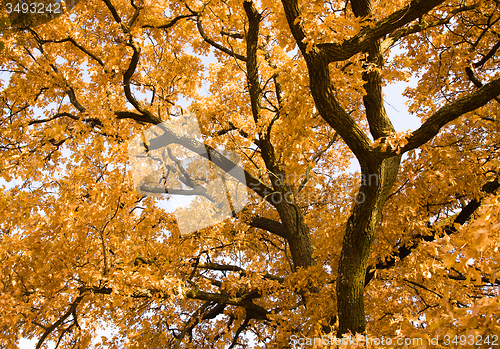 Image of   trees   in  autumn  