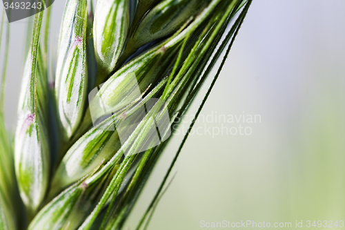 Image of  green unripe grains