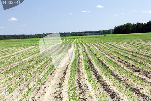 Image of agricultural field 