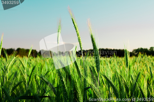 Image of  green unripe grains