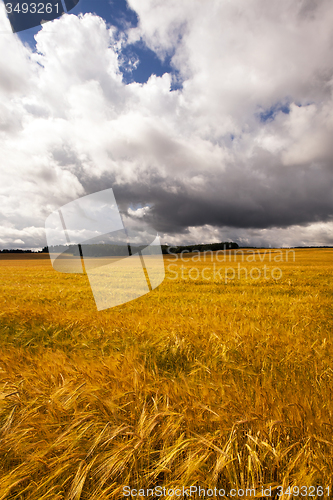 Image of mature barley  