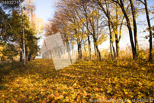 Image of   trees   in  autumn  