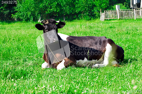 Image of   cow lying on  grass