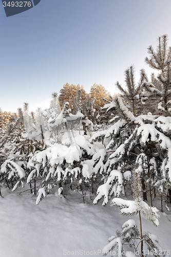 Image of forest plantation  