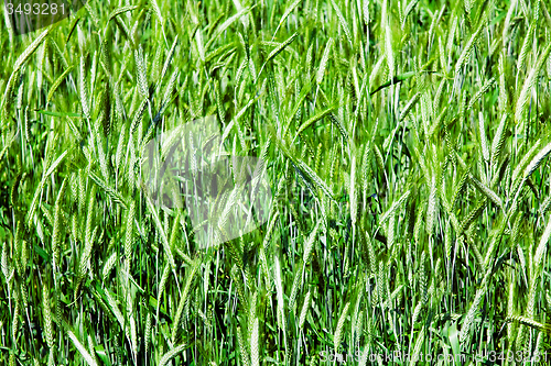 Image of  green unripe grains