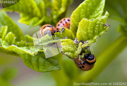 Image of the Colorado beetle  