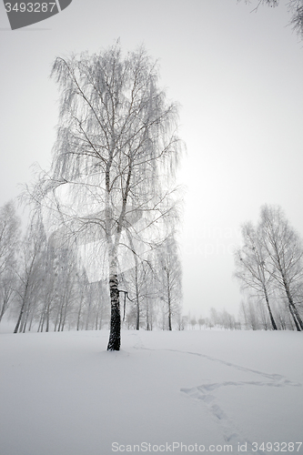 Image of trees in the winter  