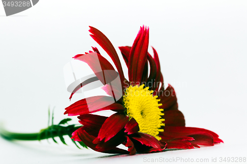 Image of Red Daisy, 