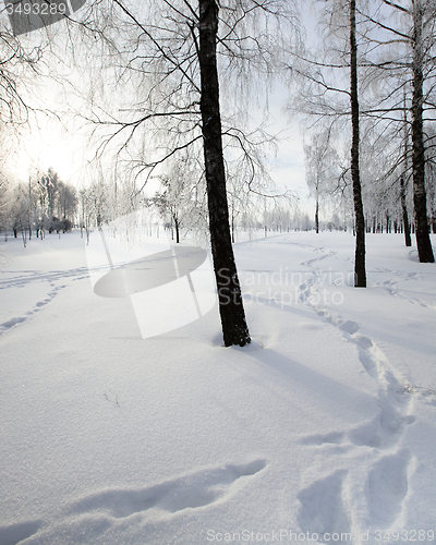 Image of trees in park 