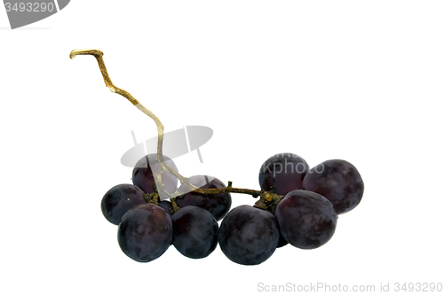 Image of   dark grapes