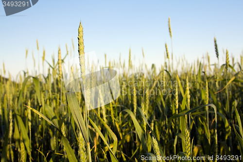 Image of  agriculture