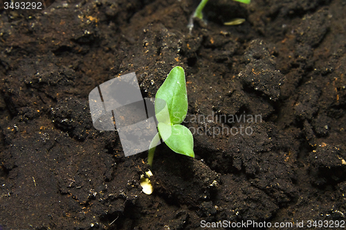Image of sprouts new plants in spring season