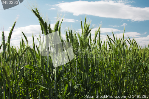 Image of  green unripe grains