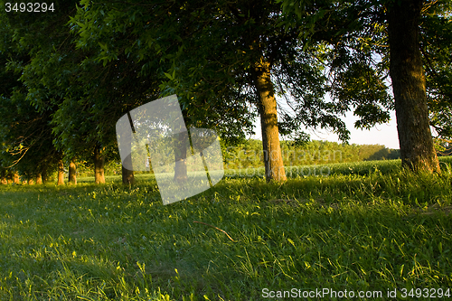 Image of   trees in  summer 