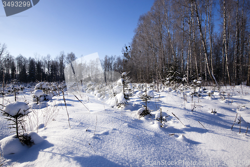 Image of forest plantation 