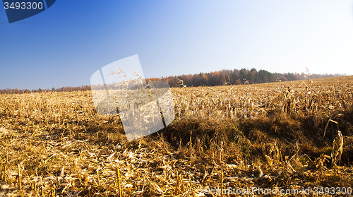 Image of the cleaned corn field  