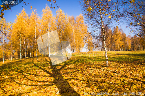 Image of   trees   in  autumn  