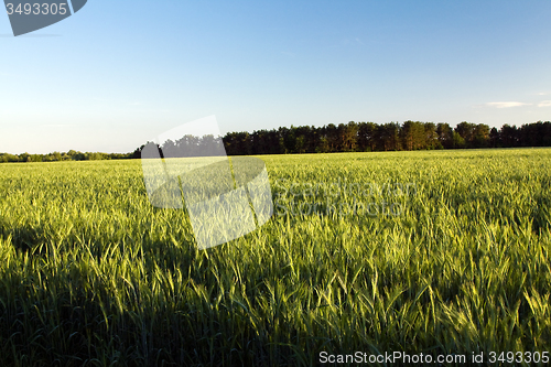 Image of   wheat  