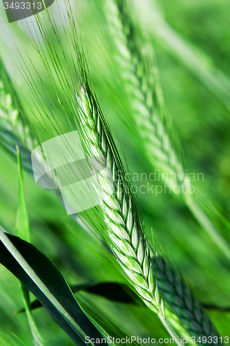 Image of  green unripe grains
