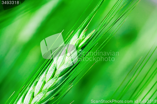 Image of  green unripe grains